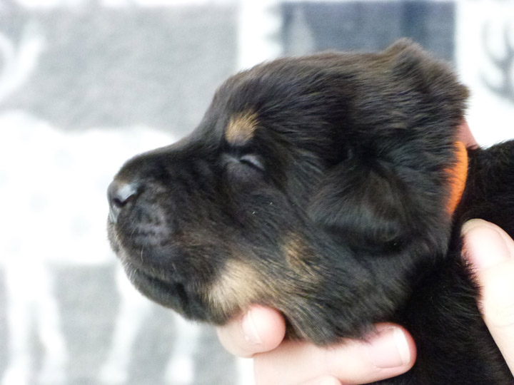 chinook puppy